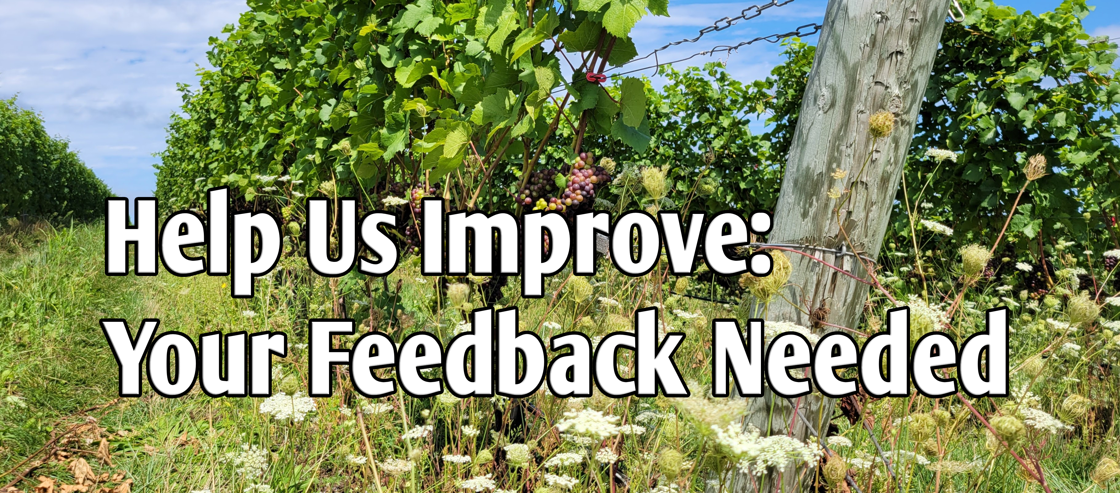 A vineyard with text that says "Help us improve: Your feedback needed."